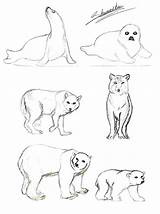 Tundra Animals Drawings Coloring Pages Drawing Color Deviantart Easy Arctic Printable Animal Getcolorings Getdrawings Paintingvalley Favourites Add sketch template