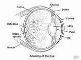 Eye Anatomy Coloring Pages Human Printable Physiology Diagram Book Kids Worksheet Doctor Biology Drawing Supercoloring Print Parts Brain Books Comments sketch template