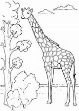 Jirafa Giraffe Giraffes Bestappsforkids Jirafas Arbol Afrika Tiere Comiendo Dibujoscolorear Squidoo Stumble sketch template