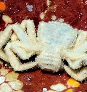 Afbeeldingsresultaten voor "lophoplax Sextuberculata". Grootte: 176 x 185. Bron: www.underwaterkwaj.com
