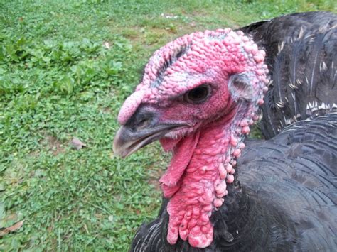 sexing broad breasted bronze turkeys with updated pics page 2