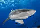 Image result for Blacktip Shark Identification. Size: 141 x 100. Source: topdive.com
