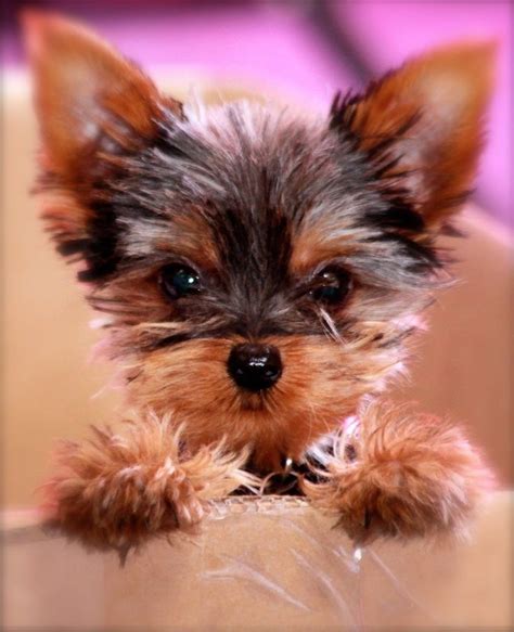 totally adorable  baby yorkshire terrier puppy