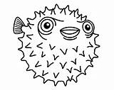 Erizo Pez Puffer Porcupine Peces Pufferfish Paracolorear sketch template