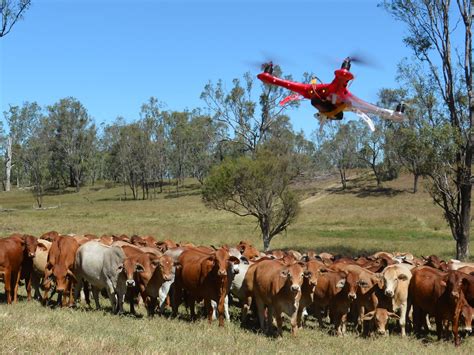 cattle send   drones news mail