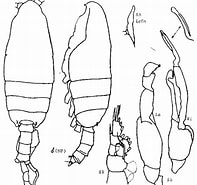 Afbeeldingsresultaten voor "pseudochirella Pacifica". Grootte: 197 x 185. Bron: copepodes.obs-banyuls.fr