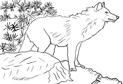 wolf pup realistic wolf coloring pages