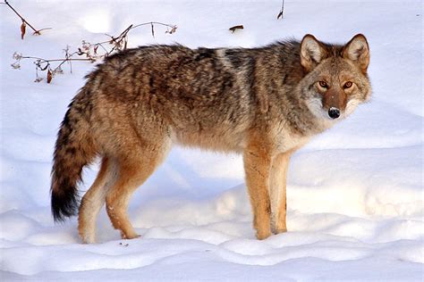 urban coyote  yard biology