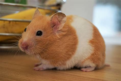 banded syrian hamster pet profile cage food lifespan