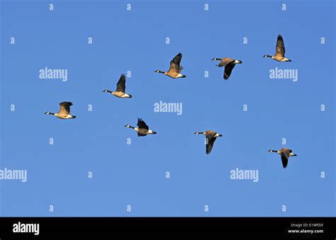 geese flying formation high resolution stock photography  images alamy