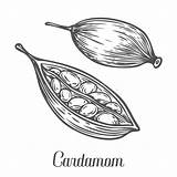 Cardamom Illustration Isolated Vector Dreamstime Seed Drawn Sketch Plant Hand Illustrations Vectors Clipart Stock sketch template