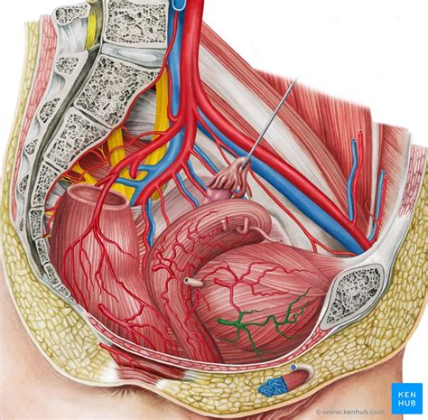 Arteria Vesicalis Inferior Anatomie Und Verlauf Kenhub