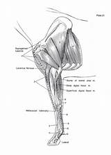 Anatomy Dogwise sketch template