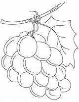 Grapes Uvas Fruits Uva Weintrauben Anggur Buah Mewarnai Grape Desenhos Racimos Bestcoloringpages Mosaic Kleurplaat Shopkins Popcorn Flower Draw Popular sketch template