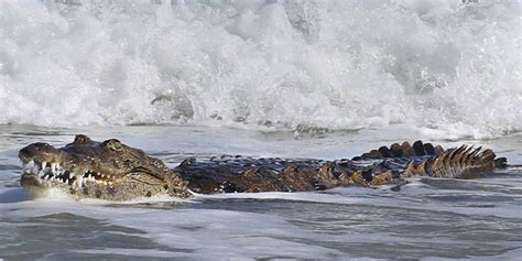 florida officials wrangle 6 foot crocodile who washed up ashore fox news