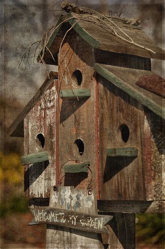 bird house   birds