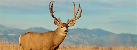 wyoming whitetail mule deer hunting guided deer hunts  wy