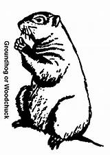 Woodchuck Groundhog Coloring Pages Getdrawings Drawing sketch template