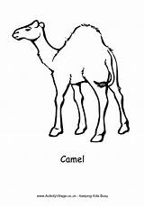 Camel Colouring Coloring Springbok Pages African Animal Simple Colour Animals Outline Designlooter Camels Kids 8kb Activityvillage Drawings Village Activity Explore sketch template