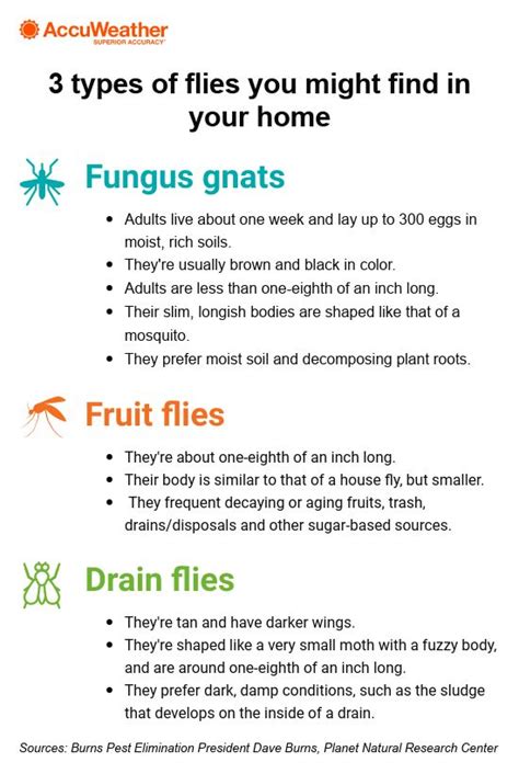 expert tips     rid  gnats  fruit flies accuweather