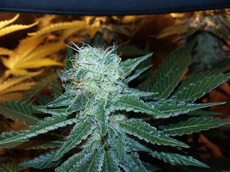 white widow  seedsman strainsio cannabis marijuana strain info