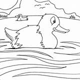 Coloring Pages Duck Printable Cute Animal Labels sketch template