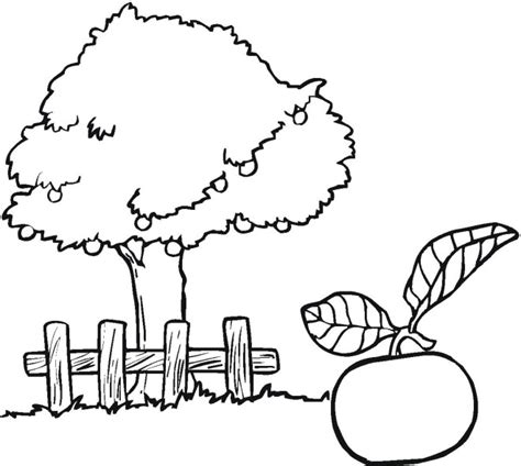 apple trees colouring pages