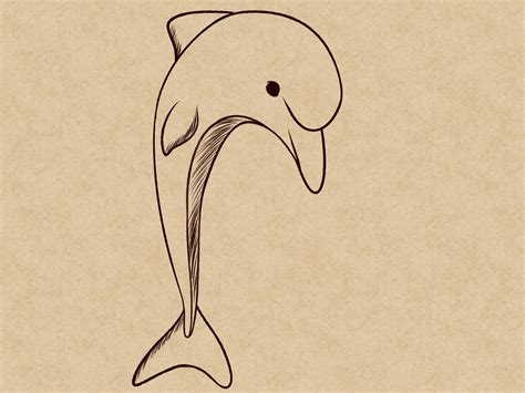 draw  dolphin  steps  pictures wikihow