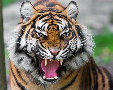 wallpaper ferocious tiger  hd picture image