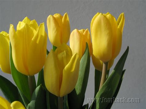 yellow tulips  easter