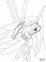 Coloring Frog Pages Tree Printable Frogs Red Eyed Colouring Coqui Green Adult Drawing Animal Sheets Template Getdrawings Adults Comments 62kb sketch template