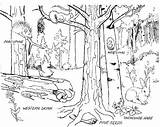Forest Coloring Animals Pages Live Habitat Where Animal Sheets Rainforest Jungle Woods Template sketch template