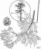 Coloring Pine Tree Pages Trees Ponderosa Drawing Printable Evergreen Pencil Bristlecone Getdrawings Popular Templates sketch template