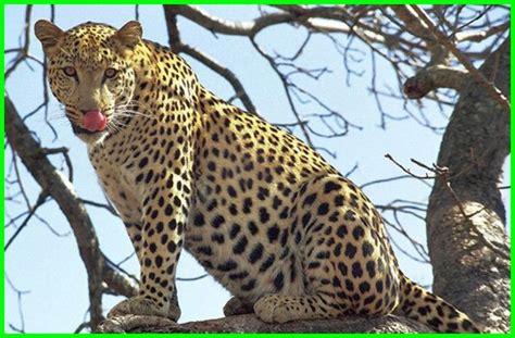 Lion Tiger Cheetah Leopard Jaguar Panther June Glass