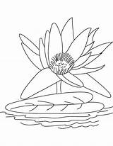 Lily Water Flower Coloring Pages Drawing Big Color Getcolorings Getdrawings Kids sketch template