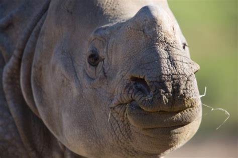 rhino exhibit  woodland park zoo opens   seattle wa patch