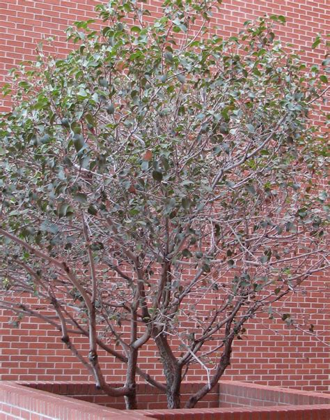 find trees learn university  arizona campus arboretum