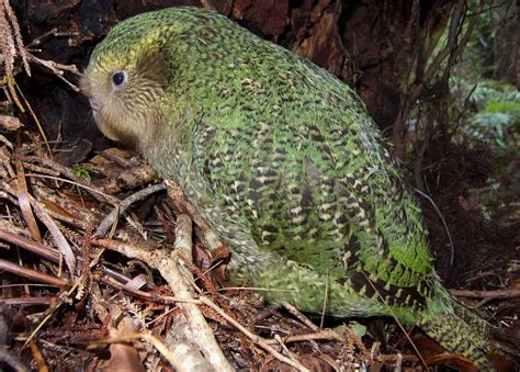 million years  recover  zealands lost bird