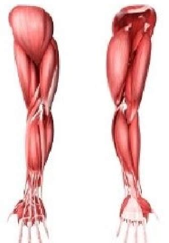 reference human arm muscle anatomy