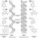 Nucleic Acid Nucleotide Difference Between Structure Dna Rna Figure sketch template