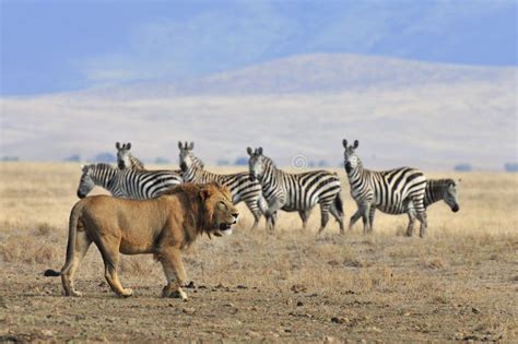 lion  zebra stock photo image  world male drama