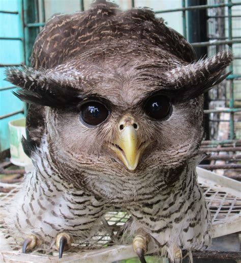 burung hantu biak dilindungi undang undang konservasi alam