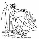 Anfibios Frog Ranas Stilizzate Simpatiche Rane Oviparos Colorir Pintarcolorir Ladybug Dibujar Graciosas Docente Profesor sketch template