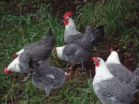 88 best white egg laying chicken breeds images on pinterest chicken