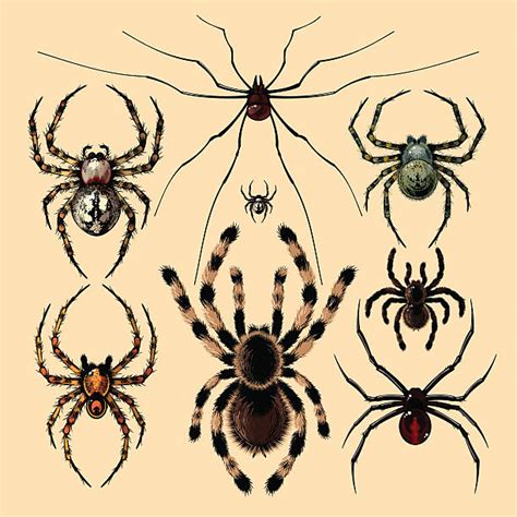 Royalty Free Black Widow Spider Clip Art Vector Images And Illustrations