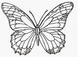 Butterfly Drawings Butterflies Drawing Line Coloring Colour Pages Realistic Native Animal Blue American Flower Flying Sketches Wallpaper Kids Clipart Monarch sketch template