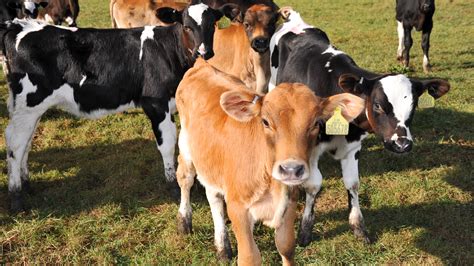 calving time bonanza calf nutrition