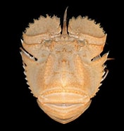 Afbeeldingsresultaten voor "ibacus Alticrenatus". Grootte: 176 x 185. Bron: www.researchgate.net