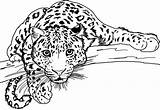 Gepard Malvorlagen Raskrasil sketch template
