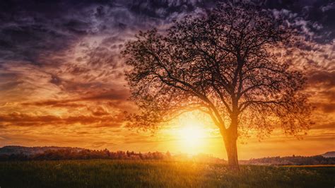 sunset nature trees hd nature  wallpapers images backgrounds
